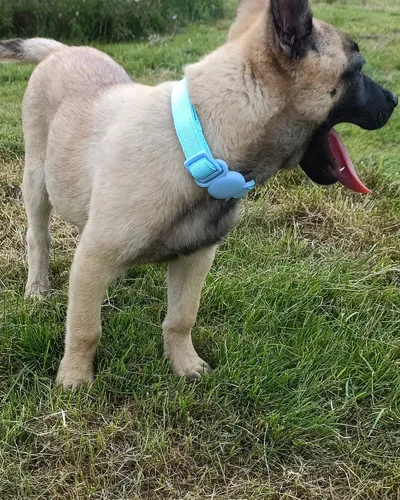 Miniatura 5 de Petank Collar de perro AirTag acolchado suave para perros pequeños a grandes, con dispositivo AirTag de silicona - Rosa (M)