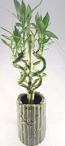Jmbamboo - Arreglo de plantas de bambú de la suerte en espiral vivo de 6 estilos con jarrón de cerámica único de Jmbamboo