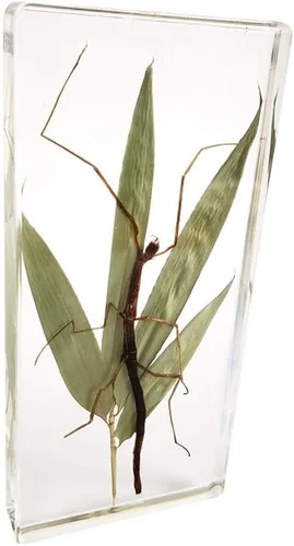 Espécimen de resina transparente de insectos raros Espécimen de insectos de palo real para pisapapeles ciencia educación taxidermia instrumento de