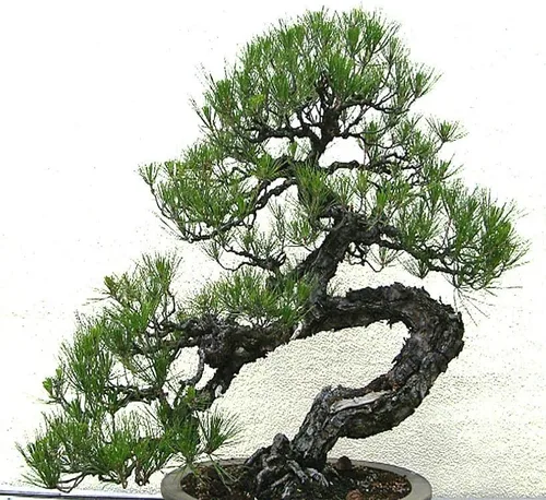 Pinus thunbergii (semillas de pino negro japonés, forma atractiva y características únicas, semillas de MySeeds.Co, elige la cantidad (1 oz)