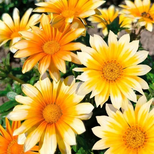 Miniatura 2 de Park Seed Semillas de Gazania Sunshine Mix