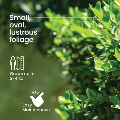 Miniatura 3 de American Plant Exchange Boj de gaulteria viva, maceta de 10 pulgadas, arbusto de hoja perenne resistente al frío con follaje verde denso, planta