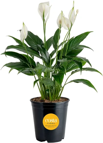 Miniatura 13 de Costa Farms Peace Lily - Planta viva en maceta decorativa, planta de interior purificadora de aire, perfecta para decoración del hogar, habitación u