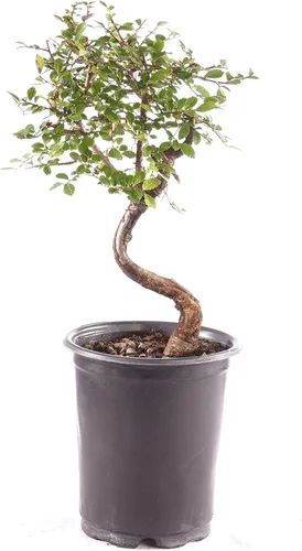 Brussel's Bonsai Árbol bonsái de olmo chino vivo para exteriores, 5 años, 6 a 8 pulgadas de alto, en maceta de plástico, pequeña