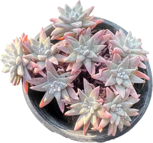 Dudleya Gnoma S.W.McCabe - Plantas suculentas vivas raras, 8-14 cabezas tamaño maceta de 5 a 6 pulgadas, planta viva rosa, excluye tierra de maceta,
