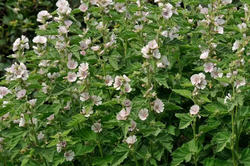 Miniatura 6 de Semillas Malvavisco Althaea officinalis No GMO Heirloom