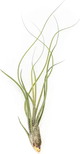 Miniatura 3 de Paquete de plantas de aire Wild Ones, Tillandsia Caput Medusae, Butzii y Bulbosa Guatemala, plantas suculentas de interior para soportes