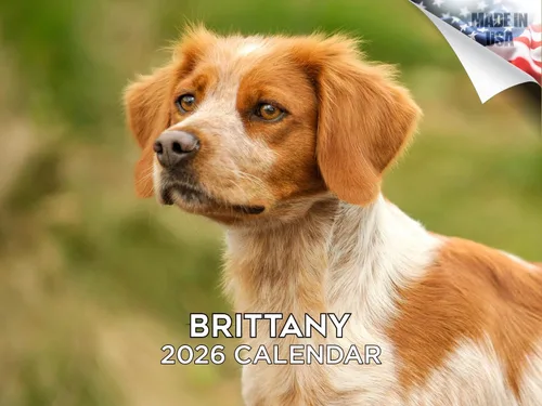 Miniatura 116 de Calendario 2025 2026 de cachorros Cocker Spaniel - Calendario mensual de pared de raza de perro - 12" x 24" abierto - Papel grueso sin sangrado