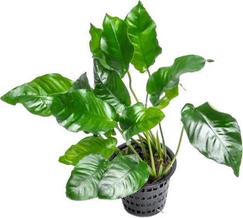 Miniatura 48 de SubstrateSource Plantas vivas – Anubias Hastifolia (Anubias hastifolia) – Luz baja a moderada, hojas en forma de flecha de color verde medio a