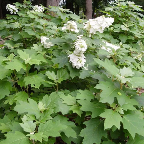 CHUXAY GARDEN 50 semillas de hortensias quercifolia, hortensia de hoja de roble, hortensia de hoja de roble, llamativa planta de paisajismo que