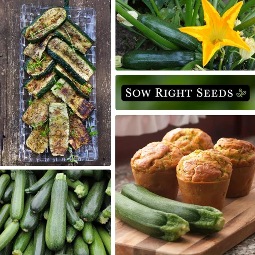Miniatura 4 de Sow Right Seeds - Semillas de calabacín Black Beauty para plantar - Paquete de reliquia sin OMG con instrucciones para plantar un huerto doméstico