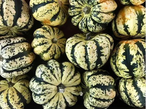 60 semillas de calabaza dulce | Carnaval Bellota Delicata Calabaza Calabaza Calabaza Otoño Jardín Invierno Semillas Vegetales
