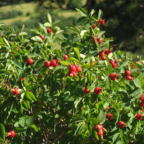 Miniatura 5 de Rosa mosqueta (Rosa canina) - Cultiva ahora o almacena para futuras plantaciones - Cápsula de 10 semillas
