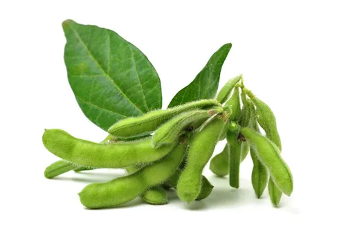 Miniatura 2 de Semillas de soja (Glycine max) – Más de 25 semillas sin OMG y reliquias de Isla's Garden Seeds, frijoles comestibles nutritivos para cultivo