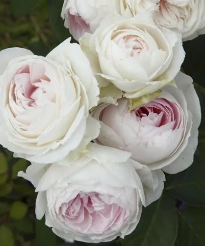 Miniatura 3 de Earth Angel Parfuma Rose, 1.5 galones en maceta, rosa rubor, planta viva Floraciones en forma de peonía, raíz propia, zonas resistentes 5-10
