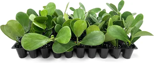 Clusia Guttifera - Hoja pequeña | 30 plantas vivas | Clusia guttifera | Plantas de cobertura de privacidad | Arbusto de hoja perenne para paisajismo