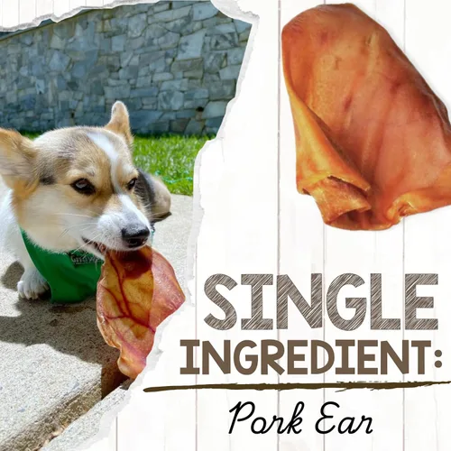 Miniatura 3 de Nature Gnaws Orejas de cerdo para perros (8 unidades) – Gruesas de larga duración para masticadores agresivos y perros grandes – Huesos naturales