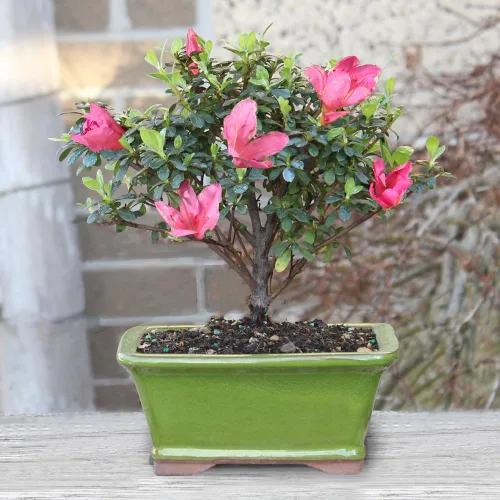 Miniatura 9 de Brussel's Bonsai Live Satsuki Azalea - Árbol bonsái con flores – Pequeño, 5 años, 5 a 8 pulgadas – Bonsai al aire libre en maceta de cerámica