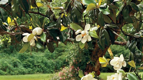 Miniatura 2 de Magnolia grandiflora - Árbol de magnolia del sur en maceta pequeña - Planta de inicio/tapones
