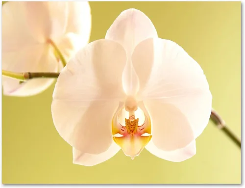 Miniatura 4 de Small World Greetings - Tarjetas de felicitación de orquídeas, 24 unidades, fotografía de orquídeas reales, interior en blanco con sobres, tamaño A2