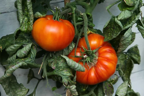 Miniatura 4 de Juego de semillas de tomate, paquete de semillas de primera calidad sin OMG para plantar, 4 variedades de tomate, pellets de coco
