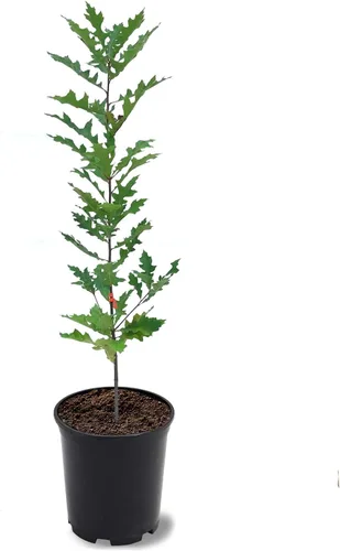 Miniatura 8 de American Plant Exchange Southern Live Oak Tree, maceta de 5 galones, 2-3 pies de alto, planta grande para jardín al aire libre, planta viva, árbol
