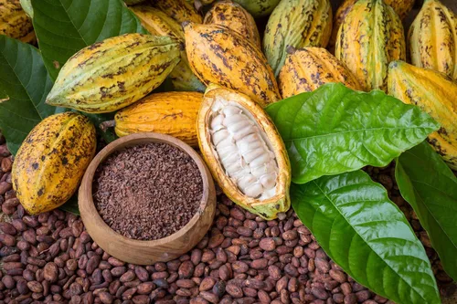 Miniatura 8 de Obleas de mantequilla de cacao orgánica, 1 libra, sin OMG, crudas, puras, sin filtrar, sin refinar, keto, superalimento vegano, a granel, hecho
