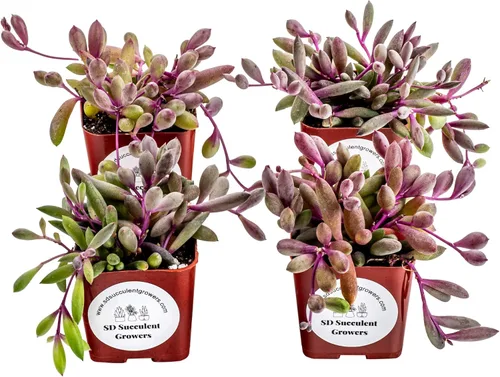 Suculenta Colgante Viva Paquete de 4 | Collar de Rubí Colgante Bien Enraizado (Little Pickles) Plantado en Macetas de 2 Pulgadas | Plantas Pequeñas