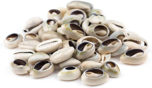 Miniatura 4 de The Bead Chest Cowrie Shells (mediano) – Aproximadamente 50 piezas – Blanco, Natural – Fabricación de joyas, proyectos de manualidades, uso