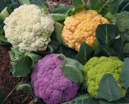Miniatura 3 de UPC0764425788942 - Semillas de coliflor, mezcla de brócoli (Brassica oleracea) 1306-Rainbow Blend UPC0764425788942 Sin OMG, orgánico, plantas