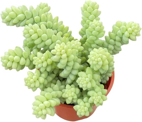 Suculentas vivas de cola de burro de 4 pulgadas, plantas suculentas vivas, plantas suculentas totalmente enraizadas, planta de casa para decoración