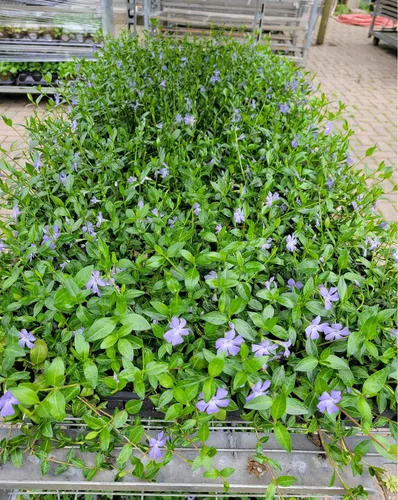 Miniatura 3 de Myrtle Vinca/Periwinkle Hardy Groundcover 50 Plantas Macetas de 2