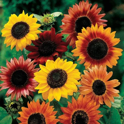 Miniatura 6 de Cultiva tu propia mezcla vibrante de semillas de jardín de flores silvestres anuales y perennes, variedades para polinizadores y jardines de Mezcla