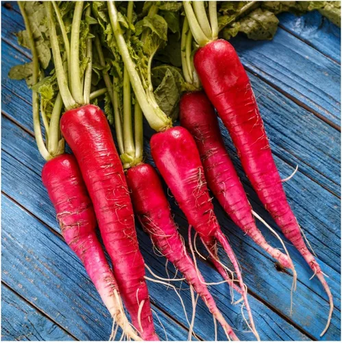 Everwilde Farms - Semillas orgánicas de rábano rosa china de 1 onza - Paquete Gold Vault