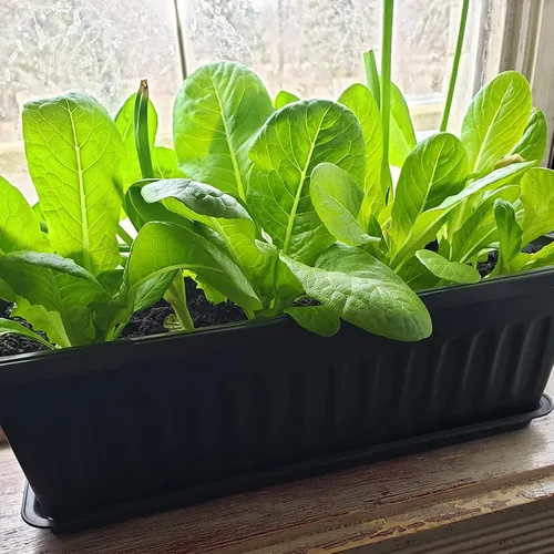 Miniatura 7 de Paquete de 6 cajas de flores de 17 pulgadas, macetas de plástico para verduras largas con bandeja, maceta negra para alféizar de ventana, patio