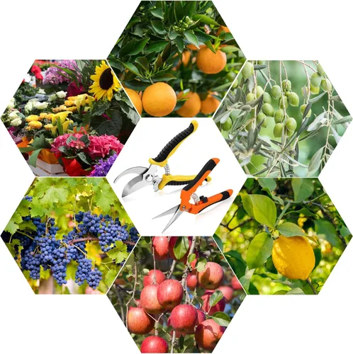 Miniatura 7 de Oligei Paquete de 2 tijeras de podar de acero inoxidable, tijeras de jardín, tijeras de jardín, herramientas de jardinería con mango de agarre suave