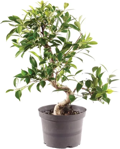 Brussel's Bonsai - Árbol bonsái de ficus Live Golden Gate en maceta de cultivo, planta bonsái de interior, 7 años de edad, 8-10 pulgadas de alto,