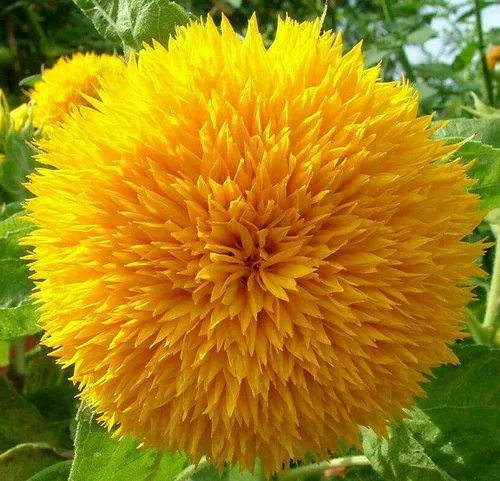 Miniatura 2 de Semillas de girasol para plantar reliquia y sin OMG 50 semillas de girasol de oso de peluche para plantar en jardines domésticos Instrucciones