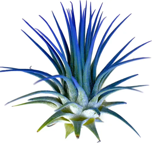 Planta de aire Tillandsia Ionantha de Guatemala, planta de aire viva Tillandsia de Guatemala, llegada saludable garantizada, excelente planta de Azul