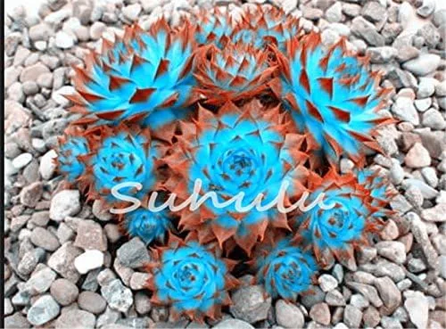 Miniatura 2 de 200 piezas de semillas de mezcla de suculentas para gallinas y pollitos (Sempervivum Hybridum) Bonsái Plantas de flores para jardín casero 19