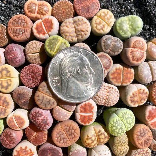 Miniatura 3 de Lithops Mezcla aleatoria de plantas suculentas vivas raras, 30/50/100 piezas de plantas suculentas vivas, raíz desnuda sin tierra de maceta