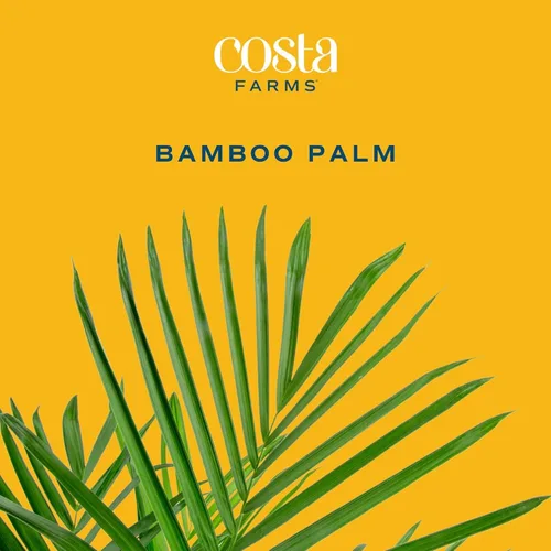 Miniatura 3 de Costa Farms Planta viva de palma de bambú en maceta decorativa, planta de interior grande purificadora de aire, perfecta para decoración del hogar