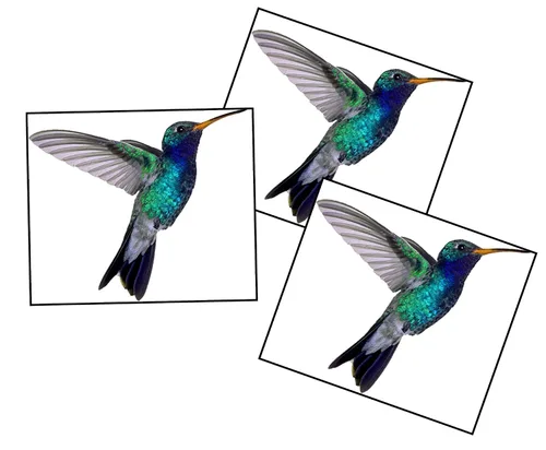 Miniatura 2 de Tatuaje Temporal de Colibrí 2.5x2" 3 copias
