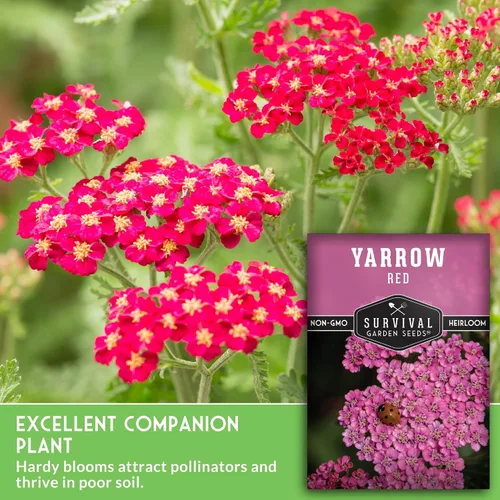 Miniatura 5 de Semillas de milenrama roja o rosa para plantar, hierbas medicinales tradicionales y semillas de flores perennes, flores amigables con polinizadores