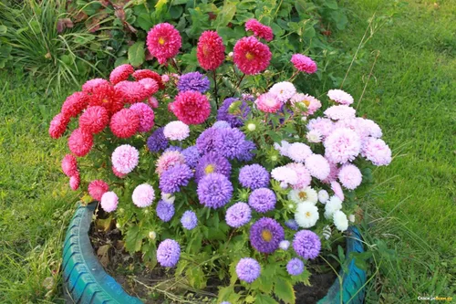 Miniatura 2 de Semillas Aster Mezcla Enana Anual Flores de jardín para plantar