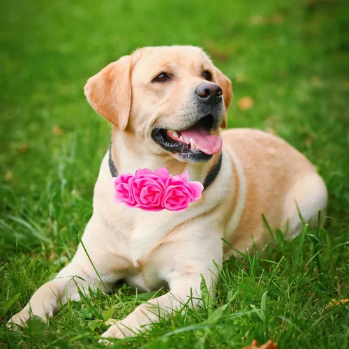 Miniatura 8 de Collar de perro de 4 o 6 o 20 piezas de flores grandes para mascotas, accesorios para collar de mascotas pequeñas, medianas y grandes, hembra, gato
