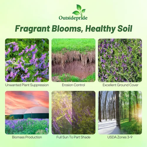 Miniatura 2 de Outsidepride Hairy Vetch Cover Crop Seeds – 1 oz tolerantes al frío, resistentes al invierno, ideales para mejorar el suelo, pastos verdes, heno
