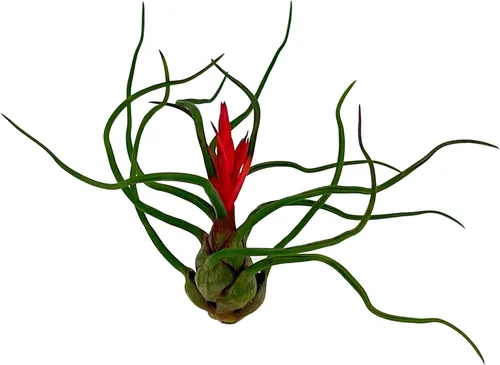 Miniatura 57 de ragnaroc Air Plants - Floración Tillandsia Bulbosa Belice, gigante de 7-9 pulgadas, 1 unidad, llegada en vivo garantizada, plantas