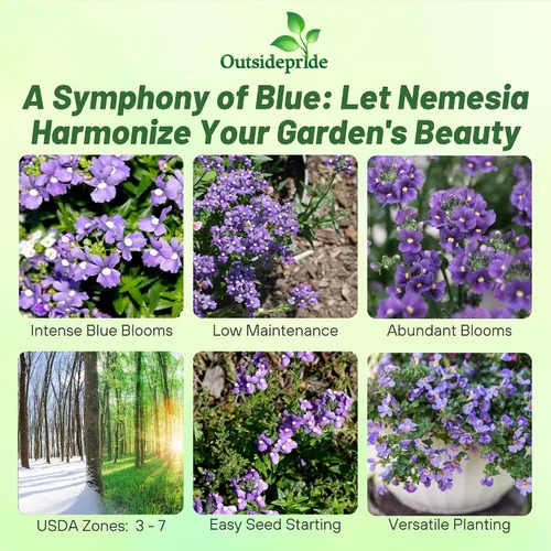 Miniatura 2 de Outsidepride Blue Gem Nemesia - 5000 piezas anuales, flores azules vibrantes, fáciles de cultivar, semillas de flores para cestas colgantes y bordes