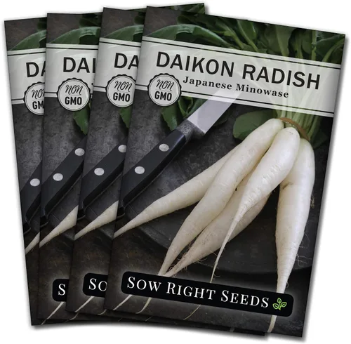 Sow Right Seeds - Semillas de rábano japonés Minowase Daikon para plantar - Paquete de reliquia sin OMG con instrucciones para plantar un huerto